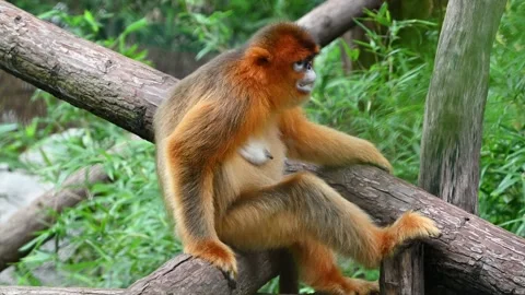 A golden snub-nosed monkey rests on a thick wooden branch Stock Footage 345186748