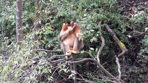 Golden Snub-nosed Monkey sit in tree eating leaves on steep slope Stock Footage 119874657