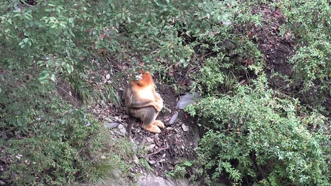 Golden Snub-nosed Monkey sit under tree on steep slope in Chinese mountain Vidéo 119874847