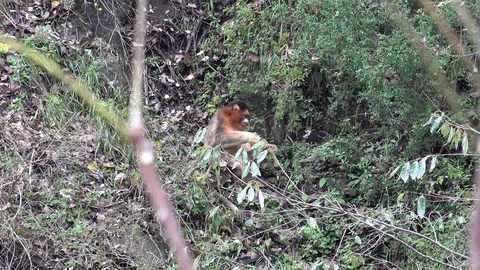 Golden Snub-nosed Monkey sit on the slope in the Chinese mountains feeding Vidéo 119874863