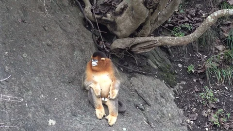 Golden Snub-nosed Monkey sit on cliff beside tree root looking around Video stock 120030357