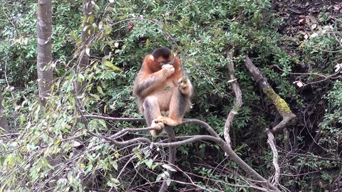 Golden Snub-nosed Monkey sitting in tree eating leaves on steep slope Stock Footage 119874971