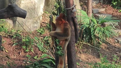 A golden snub-nosed monkey take green leaves in the zoo in sunny day Stock Footage 321401030