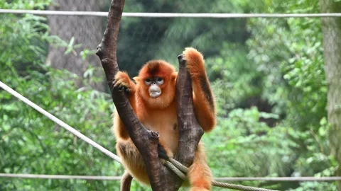 A golden snub-nosed monkey w is perching on a tree branch Stock Footage 345186098