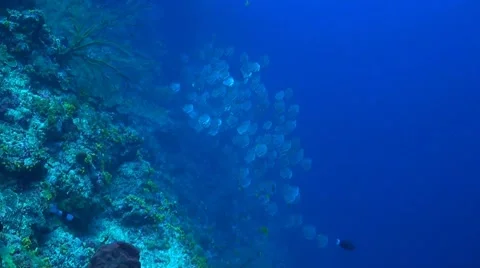 Golden Spadefish Stock Footage 51488834