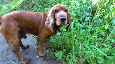 A golden spaniel on a muddy path in the forest. Stock-Footage 159143563