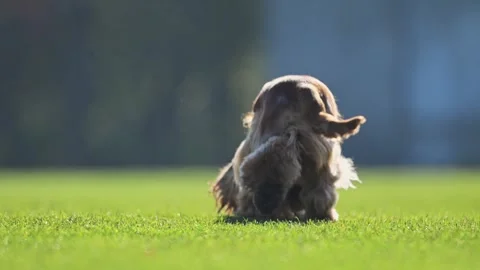 Golden Spaniel running energetically across green grass, funny expressions Stock Footage 299856125