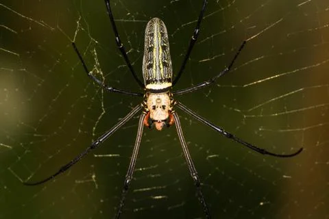 Golden Spider on it web Stock Photos