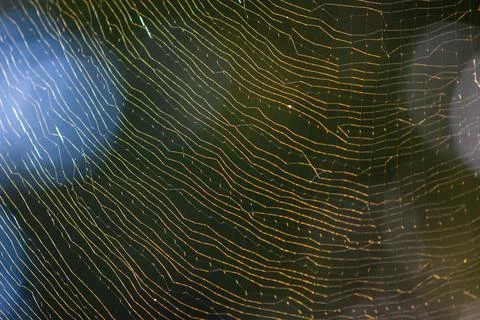 Golden Spider Web Pattern Backlit By Georgia Sun Foto stock