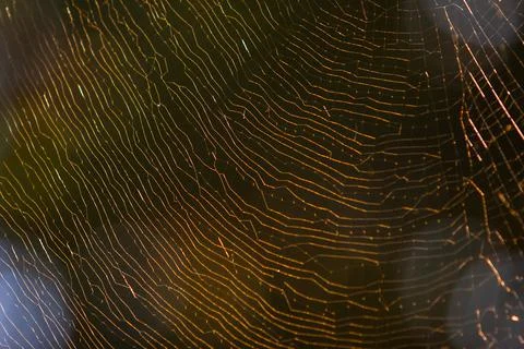 Golden Spider Web Pattern Backlit By Sun Stock Photos