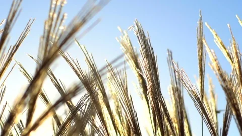 Golden spikelets blue sky backround in slow motion Stock Footage 82051283