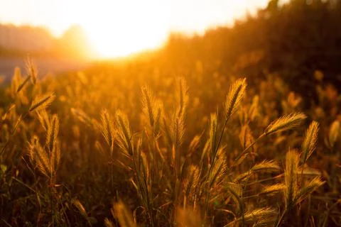 Golden spikelets in the rays of the sun Stock Photos