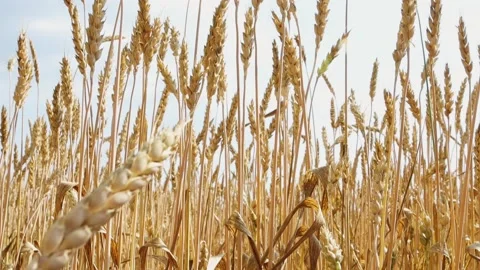 Golden spikelets of wheat on a background of blue sky close-up. Harvesting. Stock Footage 157267696