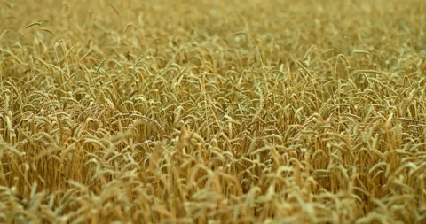 Golden spikelets of wheat, endless wheat field. Ears sway not in the wind, the Video stock 138969788