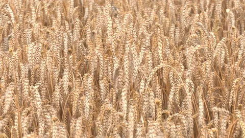 Golden spikelets of wheat in the field close up. 스톡 동영상 223819035