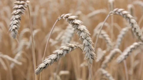 Golden Spikelets Of Wheat Field. Stock Footage 79482349