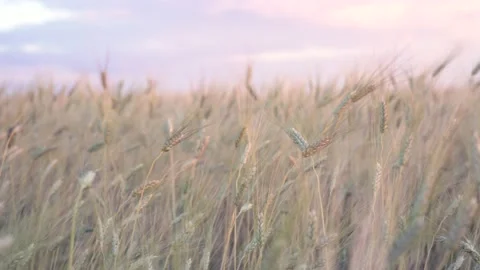 Golden spikelets of wheat field move slow motion from light breeze against the Video stock 203974497