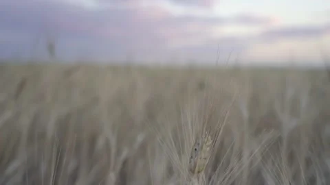 Golden spikelets of wheat field move slow motion from light breeze against the Video stock 203974533