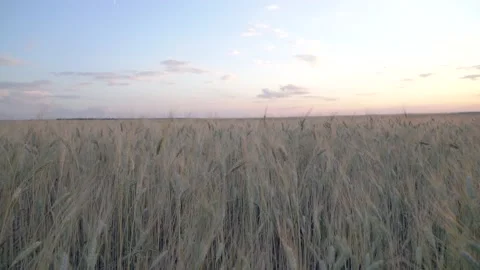 Golden spikelets of wheat field move slow motion from light breeze against the Video stock 204013650