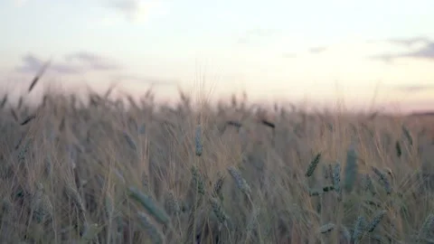 Golden spikelets of wheat field move slow motion from light breeze against the Stock Footage 204013693