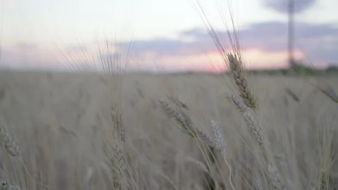 Golden spikelets of wheat field move slow motion from light breeze against the Video stock 204013764