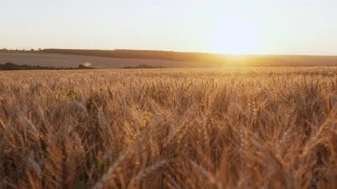 Golden spikelets of wheat move slow motion from light breeze Stock Footage 137941119