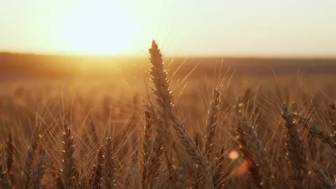 Golden spikelets of wheat move slow motion from light breeze Stock Footage 137941254