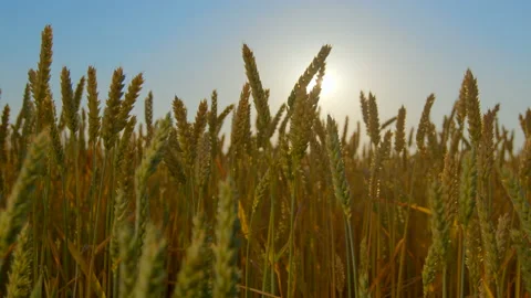 Golden spikelets of wheat swaying in the wind against a blue sky Stock Footage 200048798