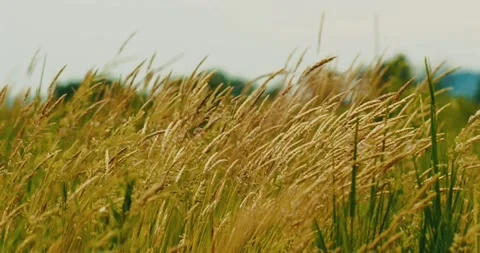 Golden spikelets of wheat swaying in the wind on a hot summer day Stock Footage 218862256