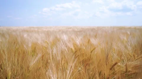 Golden spikelets of winter barley with a stem against a blue sky Stock Footage 244637482