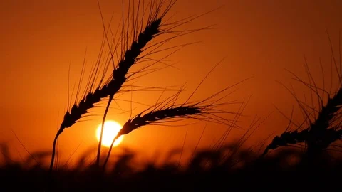 Golden spikes of wheat are shivering in the twilights of sunset in summer in Stock Footage