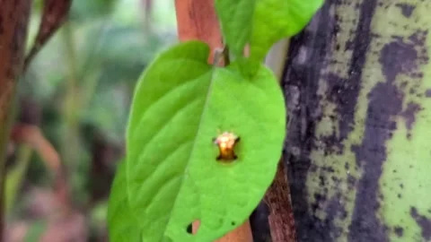 Golden spiny treehopper resting on vibrant leaf Stock Footage 336545346