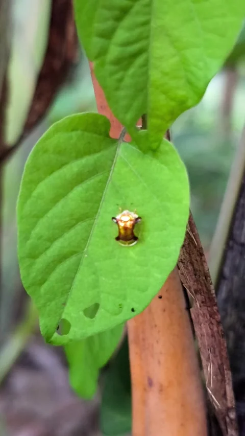 Golden spiny treehopper resting on vibrant leaf Video stock 336545347