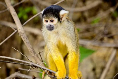 Golden Squirrel Monkey (Saimiri sciureus) sitting on branch in Bolivia Amazon Stock Photos
