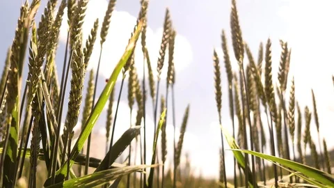 Golden stalks on a cornfield Vídeo Stock 91832151