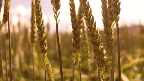 Golden stalks on a cornfield Stockbeeldmateriaal 91832201