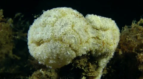 Golden Star Tunicate (Botryllus schlosseri). Stock Footage