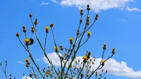 Golden starthistle (Centaurea solstitialis L.), also known as yellow starth.. Stock Footage 340129404