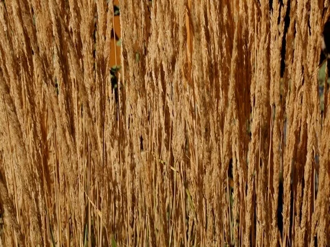 Golden stems dry grass moving background closeup Stock Footage 80516118