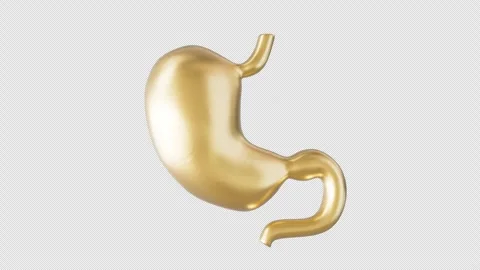 Golden Stomach Model Rotating Display Stock Footage 307010239