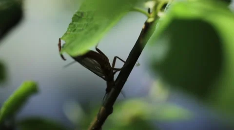 GOLDEN STONEFLY CLIMBING DOWN LEAFY BRANCH CLOSEUP Stock Footage 53283823