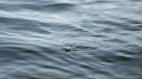 GOLDEN STONEFLY MOVING ACROSS SURFACE OF WATER Stock Footage 53284018