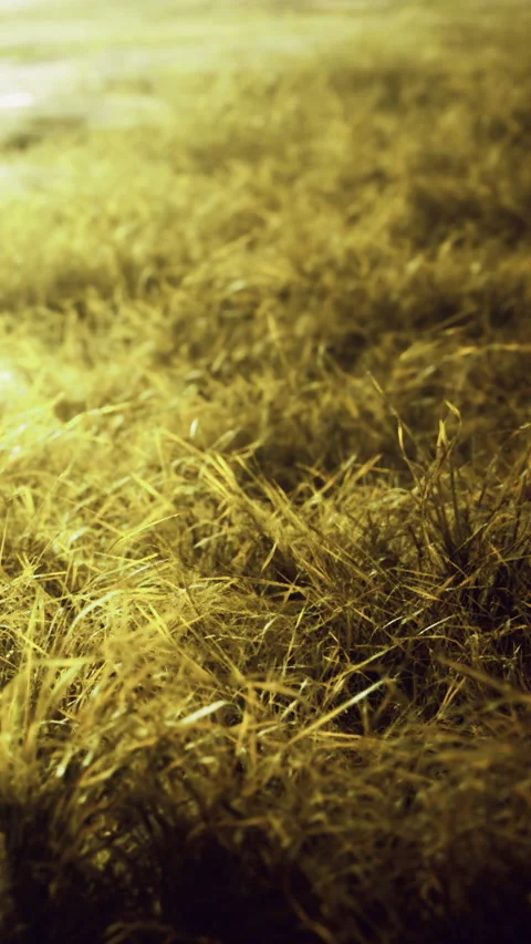 Golden strands of grass shimmer under moonlight in a tranquil evening Stock Footage 334241743