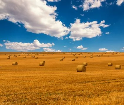 Golden straw field with hay bales and a beautiful blue cloudy sky. Stock Photos