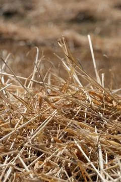 Golden straw stack texture under bright sunlight Stock Photos