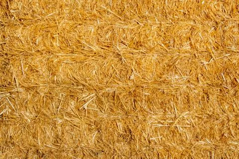 Golden straw stack tightened with straps. Texture background of straw bale Stock Photos