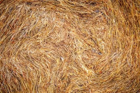 Golden straw texture Stock Photos