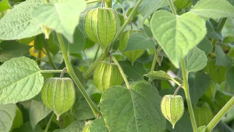 Golden Strawberry Stock Footage 86567300