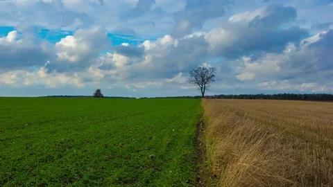Golden stubble and green fields landscape under cloudy sky Stock Footage 84581377