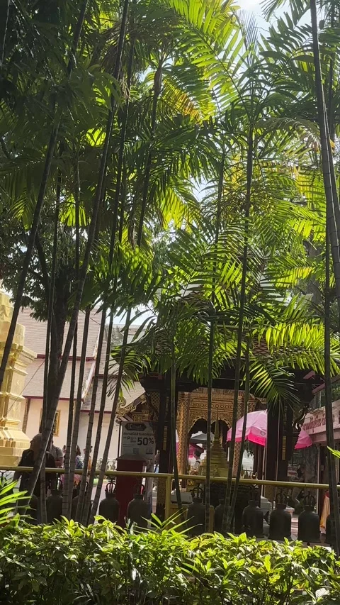 Golden Stupa Seen Through Trees at Wat Phra Singh Chiang Mai Thailand Vídeo Stock 331324367
